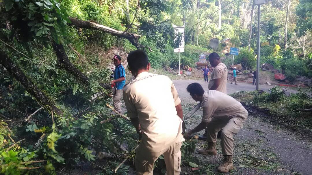 Pohon Tumbang di Maninjau