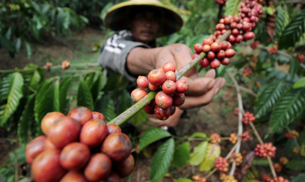 PANEN KOPI MERAH ROBUSTA