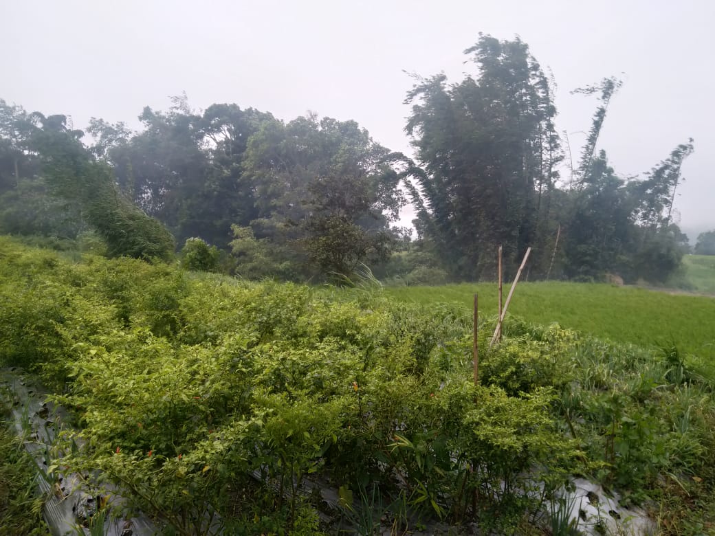 Tanaman cabe di Paninjauan, terdampak angin kencang. (foto: ist)