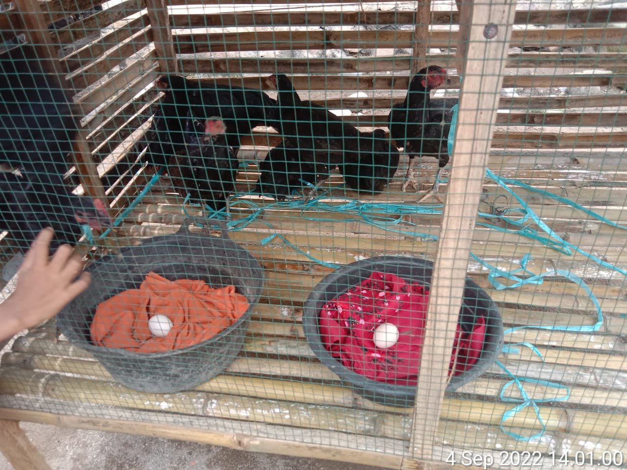 Walang Rawang Gunung Malelo, Salurkan Bantuan Ayam Petelur kepada KPM