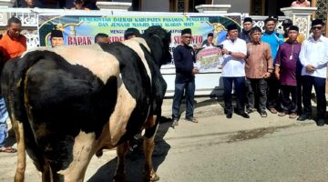 Sapi Kurban Bantuan Presiden Disembelih Masyarakat Simpati Pasaman