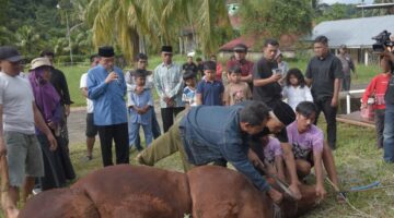 Wakil Wali Kota Maigus Nasir Saksikan Penyembelihan Sapi Kurban 964 Kg dari Presiden Prabowo di Padang