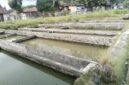 Usaha tambak Ikan air deras butuh perbaikan irigasi di Sungai Bangek.