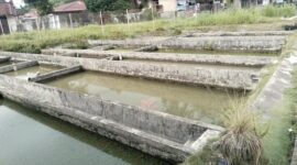 Usaha tambak Ikan air deras butuh perbaikan irigasi di Sungai Bangek.