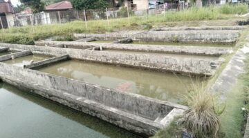 Usaha tambak Ikan air deras butuh perbaikan irigasi di Sungai Bangek.