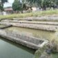 Usaha tambak Ikan air deras butuh perbaikan irigasi di Sungai Bangek.