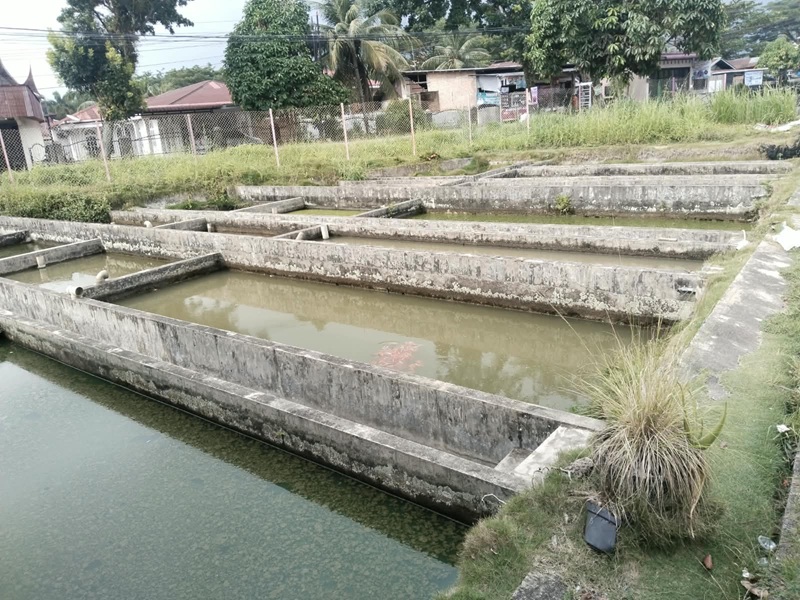 Usaha tambak Ikan air deras butuh perbaikan irigasi di Sungai Bangek.